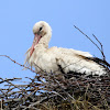 White Stork