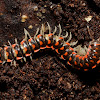 Flat-Backed Millipede