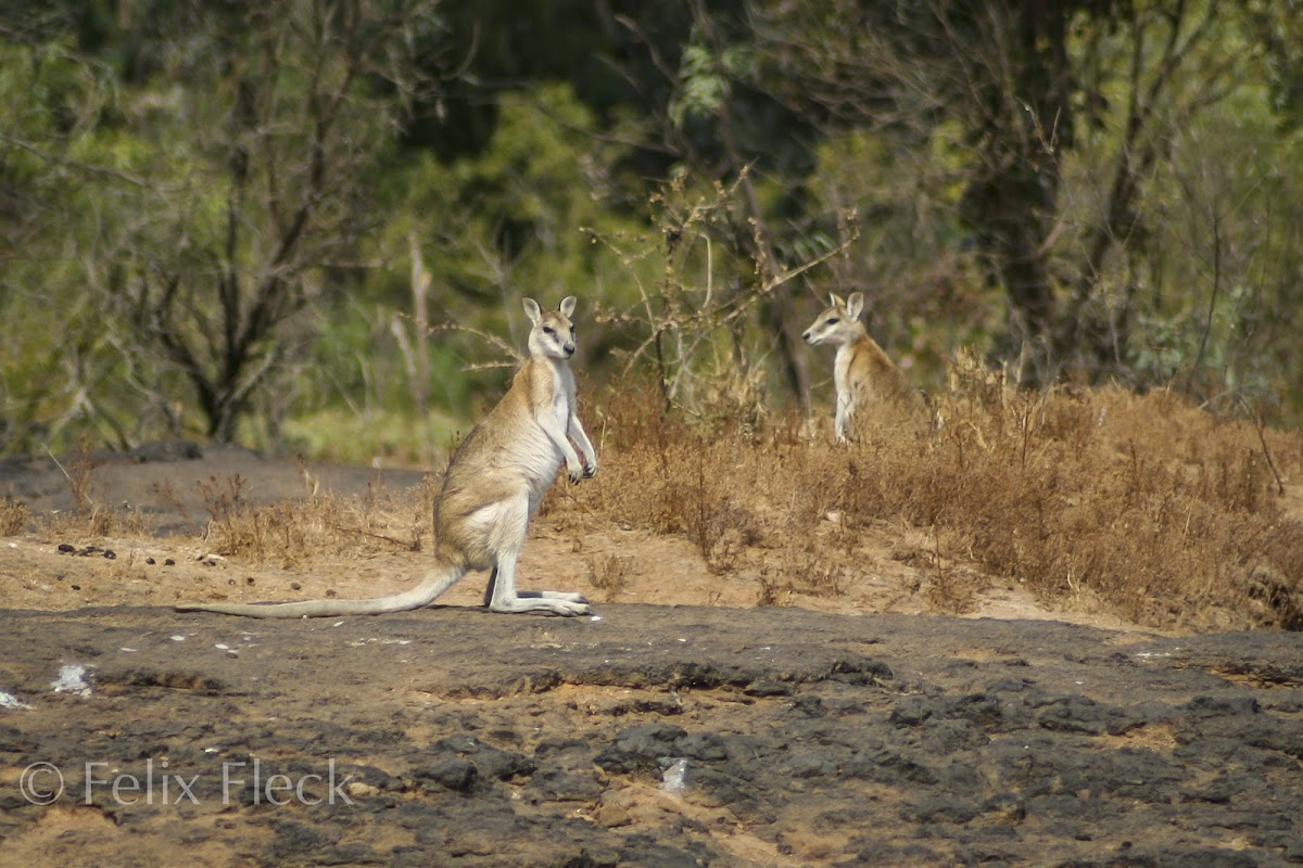 Agile Wallaby