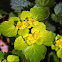 Alternate-leaved golden-saxifrage