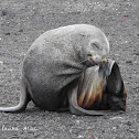 Fur Seal