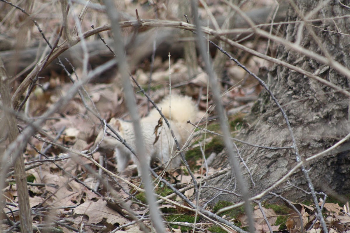 Fox Squirrel 9 color variation)