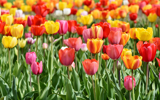 Tulip garden