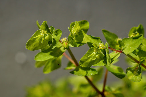 Euphorbia peplus