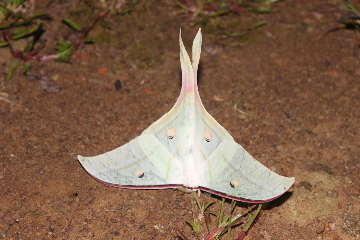 Indian Moon Moth