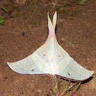 Indian Moon Moth