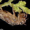 Cicada Exoskeleton