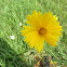 coreopsis