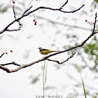 Grey Wagtail