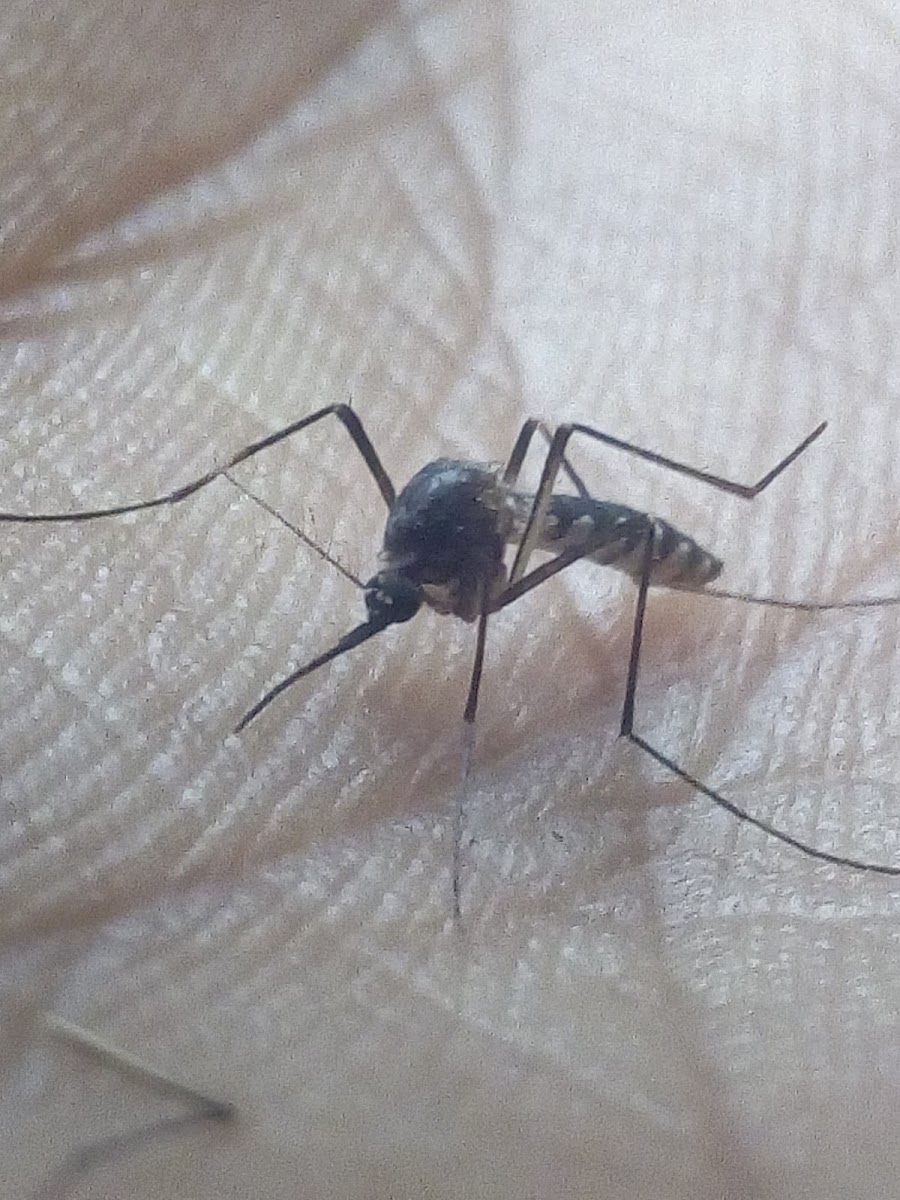 common mosquito