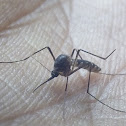 common mosquito