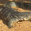 Water Monitor