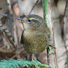 Pacific Wren