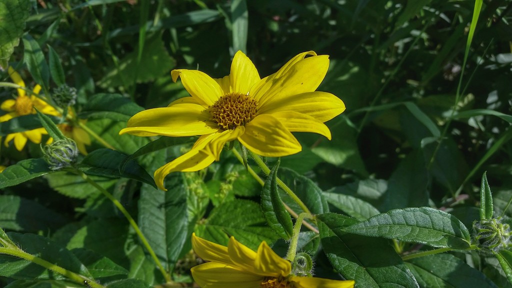 Giant Sunflower