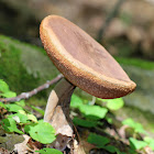 Tylopilus Mushroom