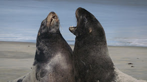 Sea Lion thumbnail