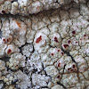 Bloodspot Lichen