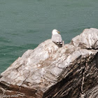 Herring Gull