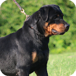 Rottweiler Dog Wallpaper Apk