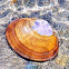 Purple Mahogany Clam