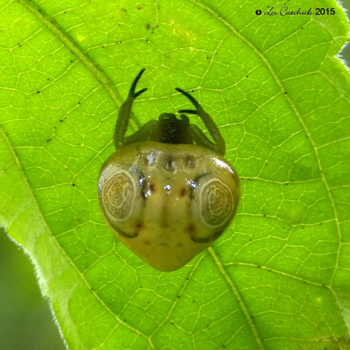 Orb-weaving spider