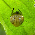 Orb-weaving spider