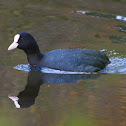 Eurasian Coot