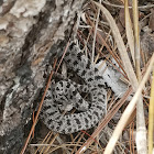 Dusky Pygmy Rattlesnake