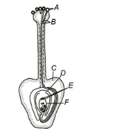 Fertilization