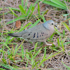 Common Ground-Dove