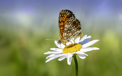 Butterfly perches on white flowers