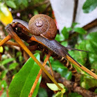 Cuban brown snail