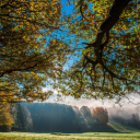 Green canopy