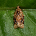 Red-banded Leafroller