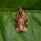 Red-banded Leafroller