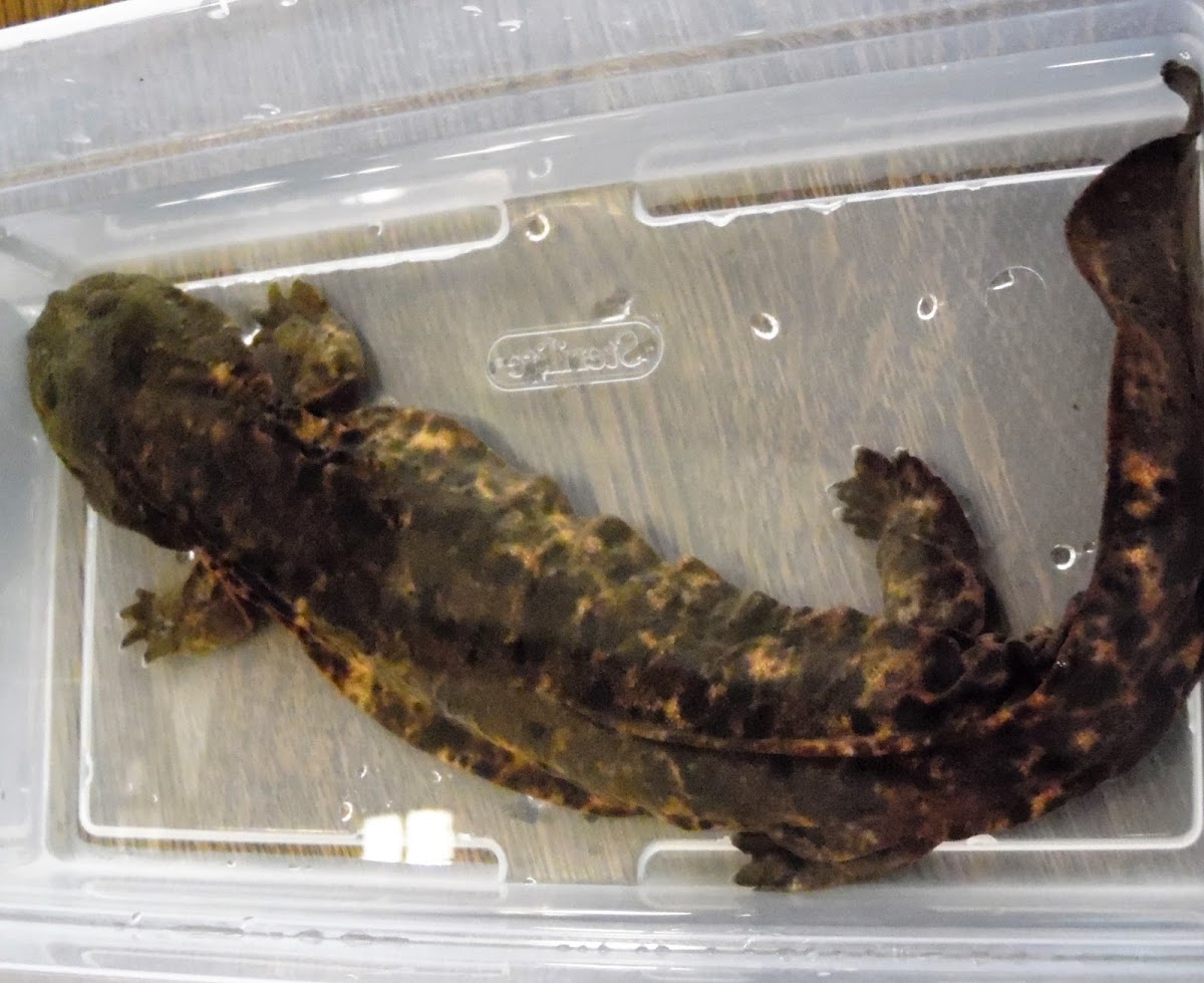 Hellbender