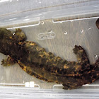 Hellbender