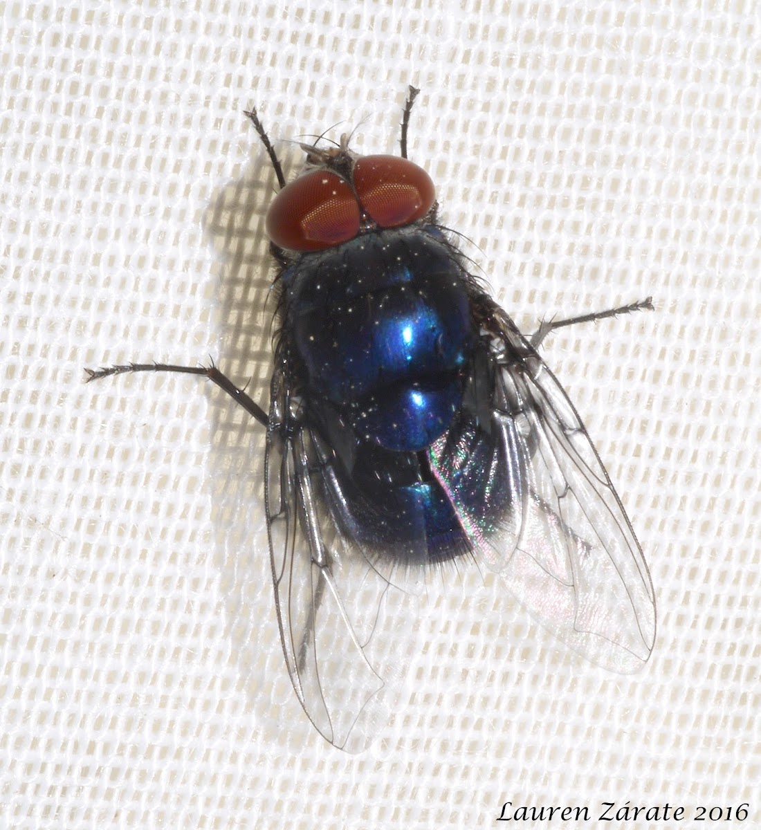 Blue Bottle Fly