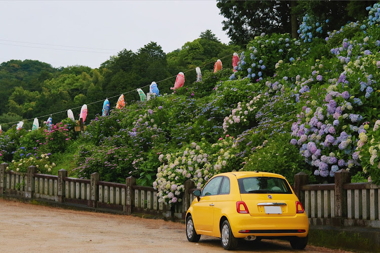 500の紫陽花・香川・粟井神社に関するカスタム事例の投稿画像4枚目