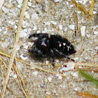 Bold Jumping Spider