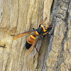 Asian Giant Hornet