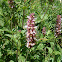 Giant Hyssop