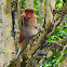 Proboscis monkey (male)