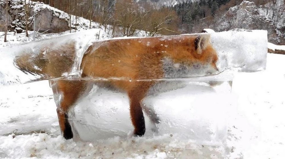 Frio de rachar, congela peixes, alces e até sapos!