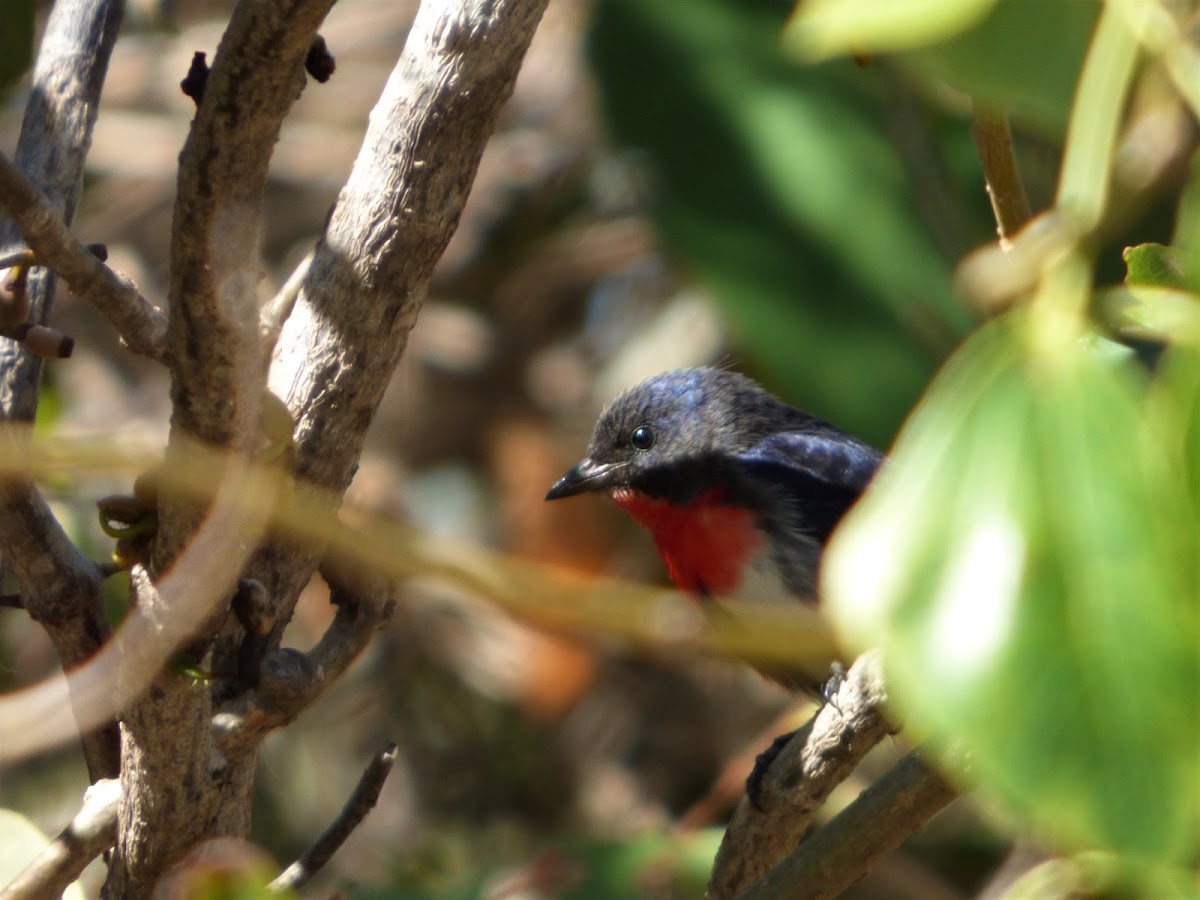 Mistletoebird (male)