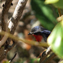 Mistletoebird (male)