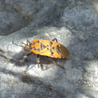 Milkweed Bug Species