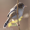 Zitting Cisticola; Buitrón