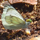 Green-veined White