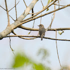 Muscicapa dauurica 北灰鶲